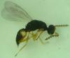 Elachertus lateralis
